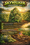 Edition N°1 ⚜️:     Fleurs Greenhouse Premium – Qualité Supérieure : SKYWALKER / USA