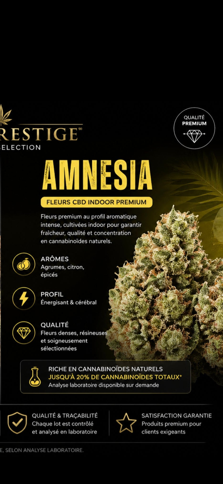 Edition N°1 ⚜️ :  NOTRE BEST-SELLER  – Fleurs d’Exception : Amnesia Haze USA🇱🇷