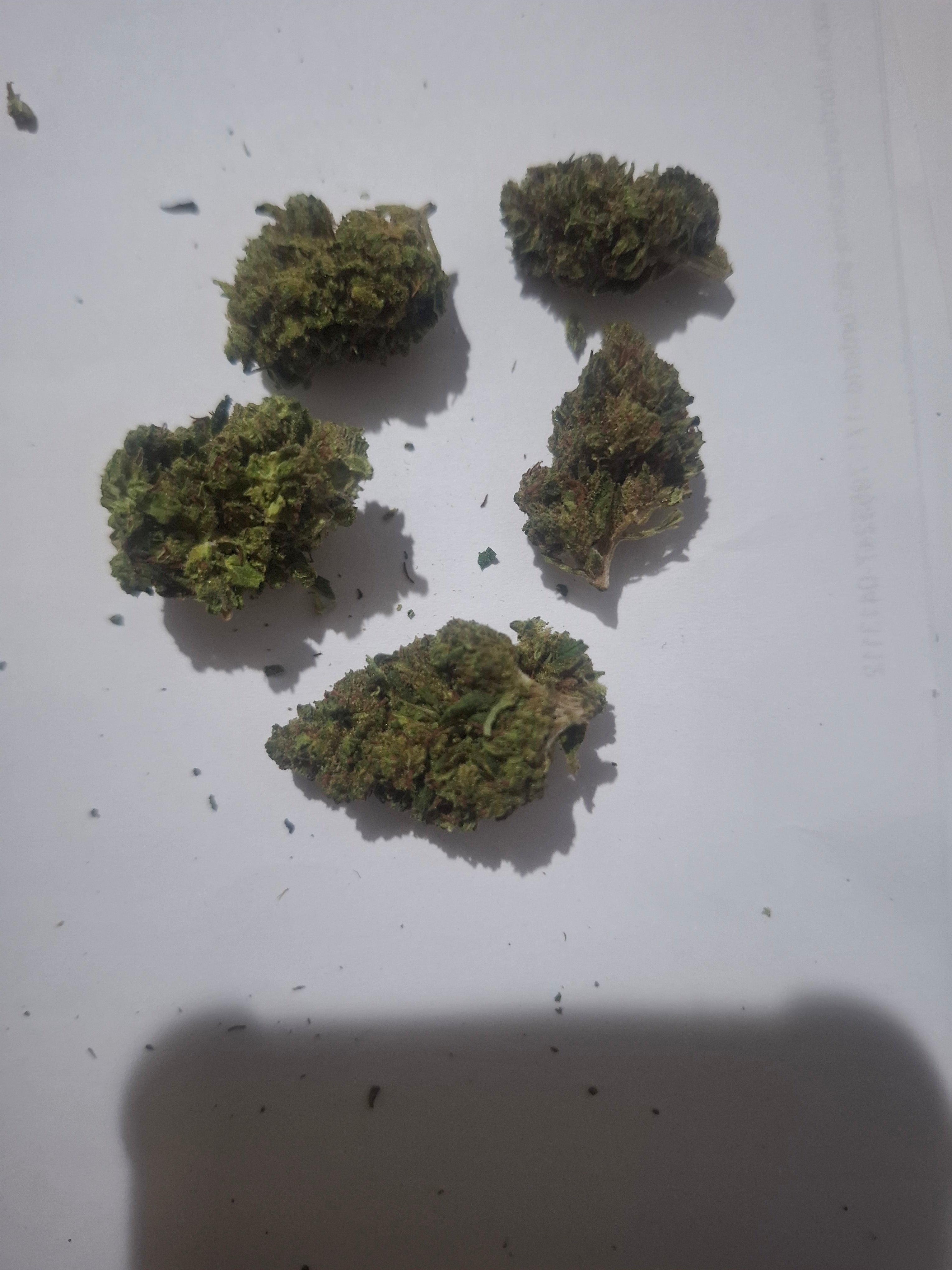 👉Edition N°1 ⚜️: Fleurs Greenhouse Premium – Qualité Supérieure OG Kush –  USA 🇺🇸