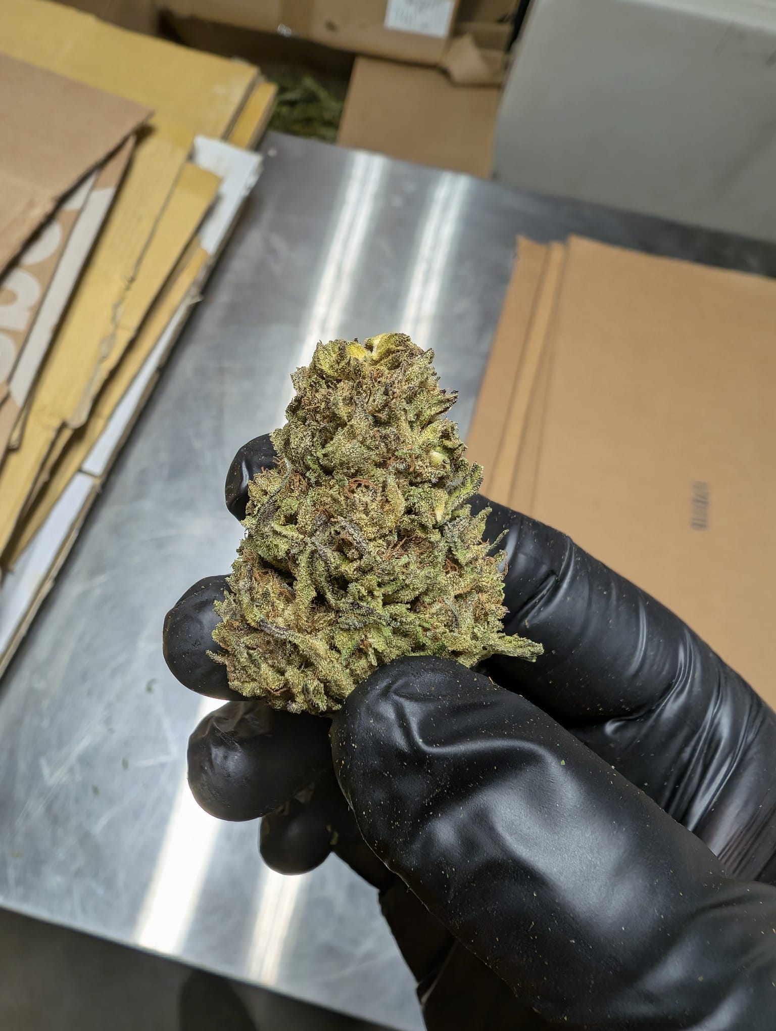 Edition N°1 ⚜️ :  NOTRE BEST-SELLER  – Fleurs d’Exception : Amnesia Haze USA🇱🇷