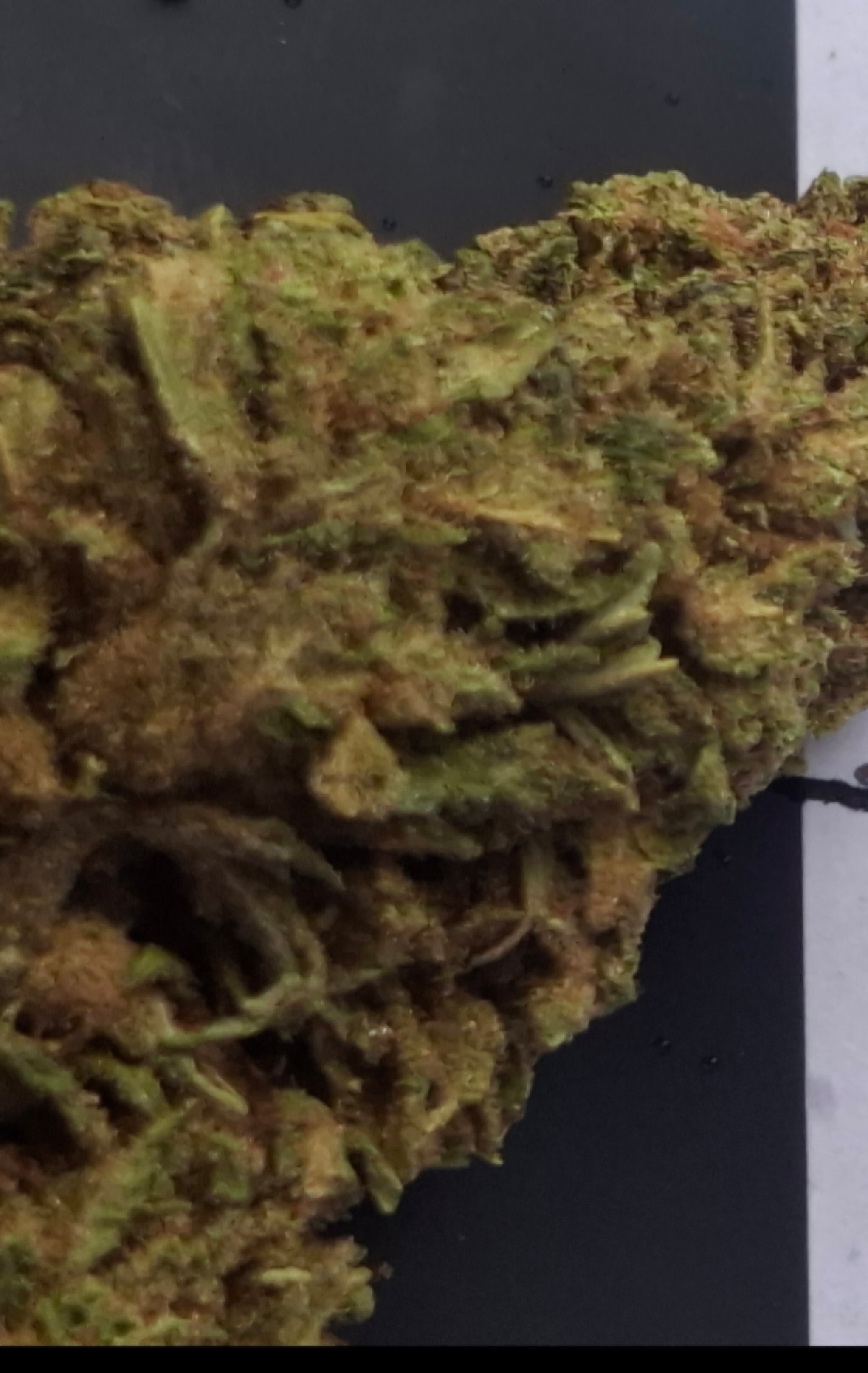 BUBBLE / QUALITÉ PREMIUM | BIG BUD