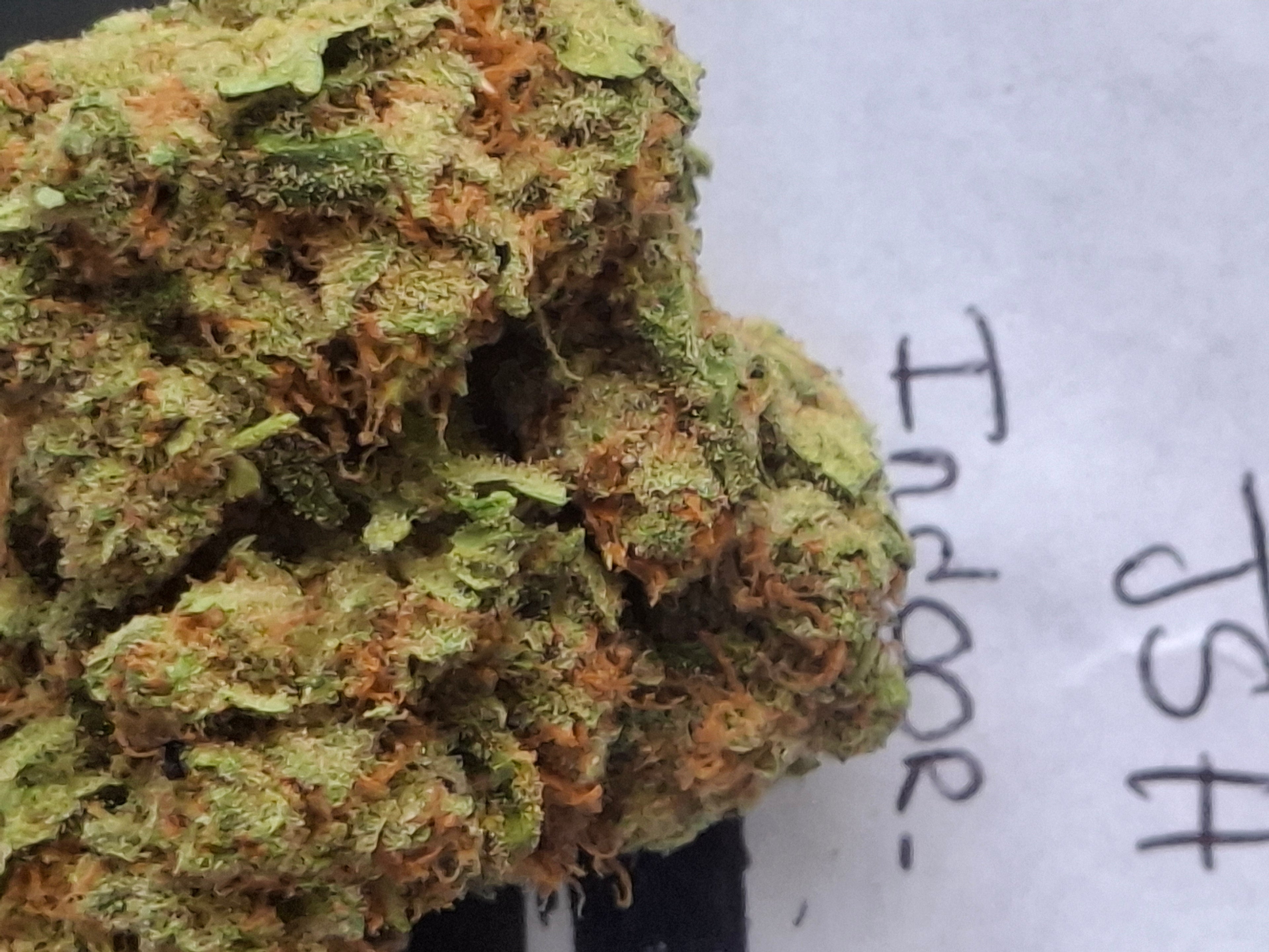 JSH INDOOR HYDRO | QUALITÉ PREMIUM