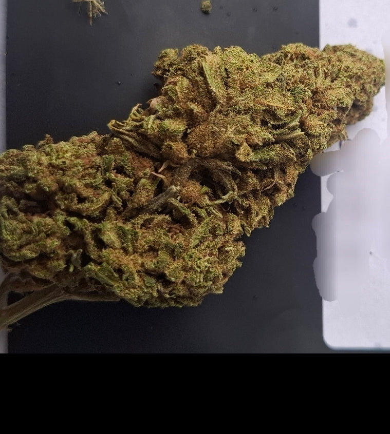 BUBBLE / QUALITÉ PREMIUM | BIG BUD